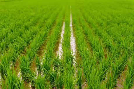 irrigacao-arroz-agua-reuso