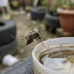 Agua da chuva e dengue o guia completo para armazenar sem criar focos do mosquito