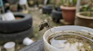Agua da chuva e dengue o guia completo para armazenar sem criar focos do mosquito
